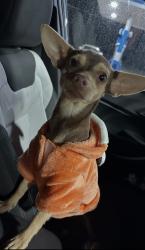 Lost Male Dog last seen Yellow Wood Dr & Seabrook Dr, San Antonio, TX 78219