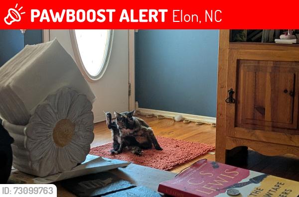 Lost Female Cat last seen Prince Edward and Chandler street off Highway 87 near People's Memorial Christian Church, Elon, NC 27244
