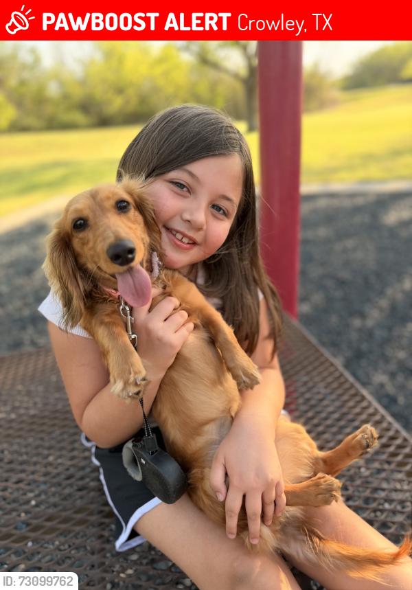 Lost Female Dog last seen Kemper ave, Crowley, TX 76036