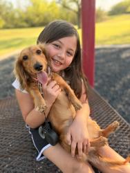 Lost Female Dog last seen Kemper ave, Crowley, TX 76036