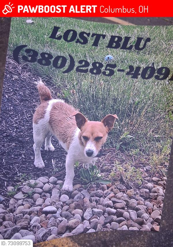 Lost Female Dog last seen Schrock Rd , Columbus, OH 43229