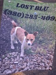 Lost Female Dog last seen Schrock Rd , Columbus, OH 43229