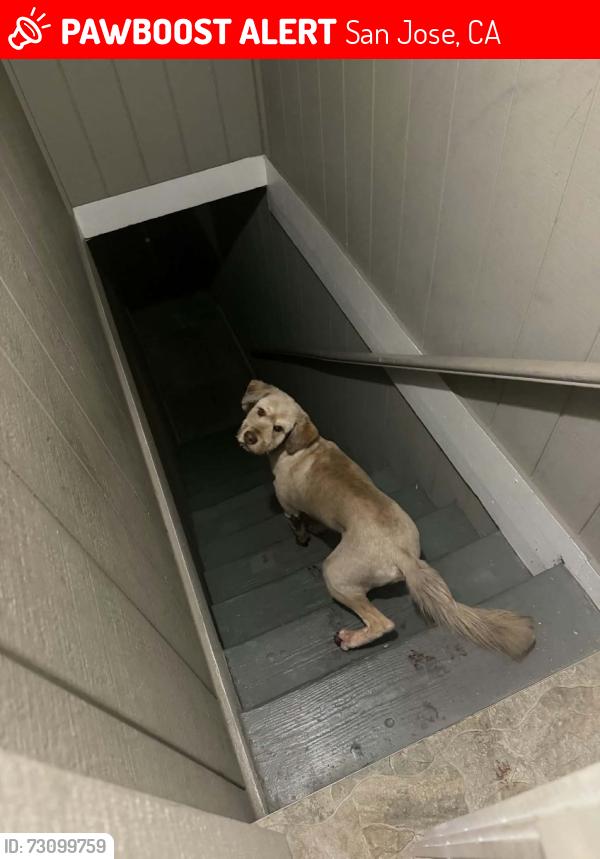 Lost Male Dog last seen 6th street throught 10th street downtown san jose california, San Jose, CA 95113