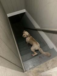 Lost Male Dog last seen 6th street throught 10th street downtown san jose california, San Jose, CA 95113