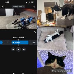 Reunited Male Cat last seen Harvard elementary, Tacoma, WA 98404