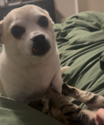 Reunited Male Dog last seen Snapping Turtle Rd, Apple Valley, CA 92308