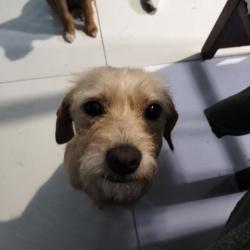 Lost Female Dog last seen Calle Coatí 179, Zapopan, Jal. 45238