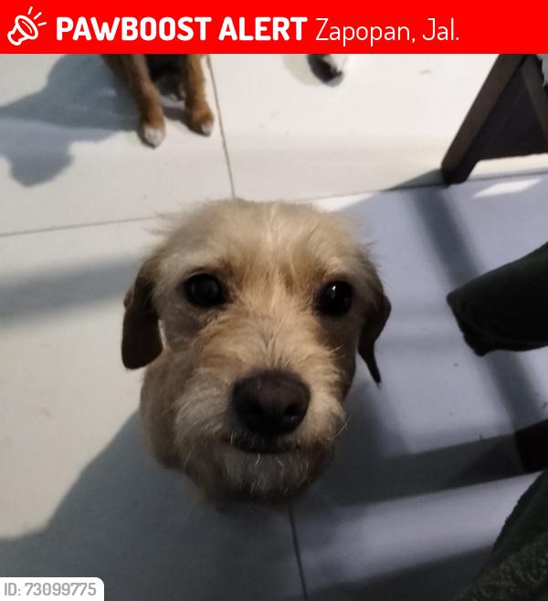 Lost Female Dog last seen Calle Coatí 179, Zapopan, Jal. 45238