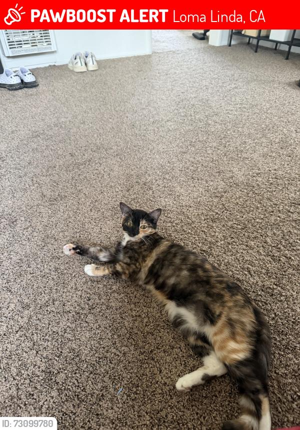 Lost Female Cat last seen Near San Juan St, Loma Linda, CA, Loma Linda, CA 92354