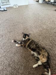 Lost Female Cat last seen Near San Juan St, Loma Linda, CA, Loma Linda, CA 92354