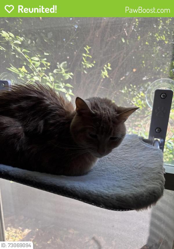 Reunited Female Cat last seen Near bridlington lane , Columbus, OH 43229