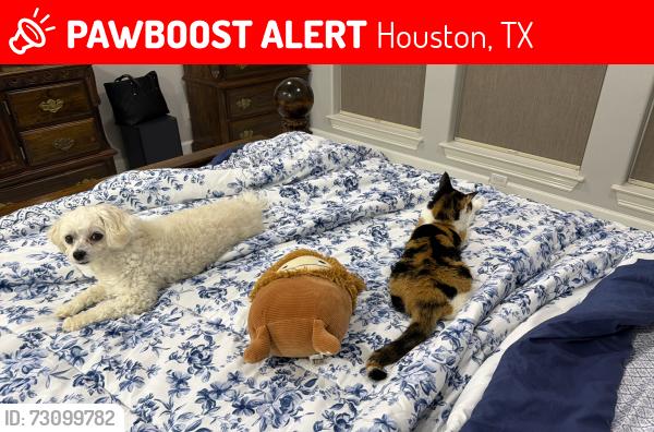 Lost Female Cat last seen Emmit and Signat dr , Houston, TX 77041