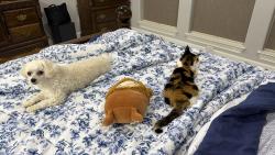 Lost Female Cat last seen Emmit and Signat dr , Houston, TX 77041