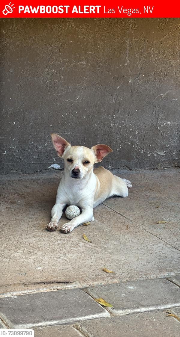 Lost Male Dog last seen Near N Gateway Rd Las Vegas, NV 89115 Estados Unidos, Las Vegas, NV 89115
