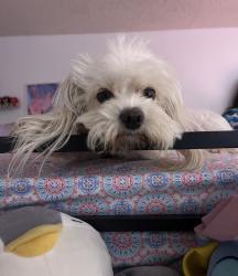 Reunited Female Dog last seen Near E 105th St, Watts, CA 90002, USA, Los Angeles, CA 90002