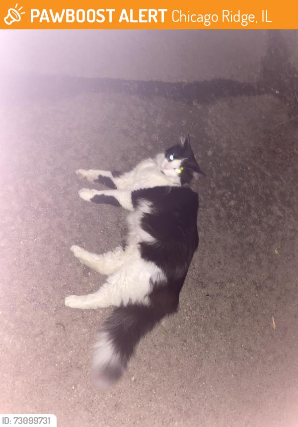Found/Stray Unknown Cat last seen Near Nottingham, Chicago Ridge, IL 60415