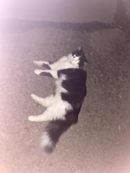 Found/Stray Unknown Cat last seen Near Nottingham, Chicago Ridge, IL 60415