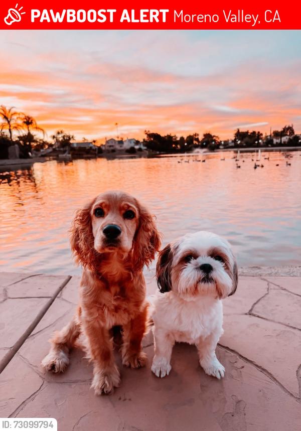 Lost Male Dog last seen Cul de sac, Moreno Valley, CA 92551