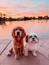 Lost Male Dog last seen Cul de sac, Moreno Valley, CA 92551