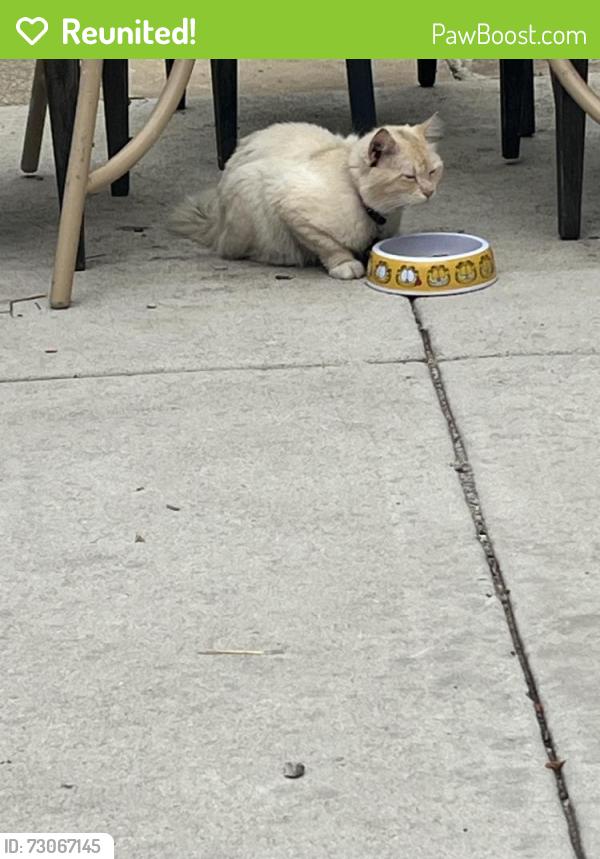 Reunited Male Cat last seen Wabansia and Linder , Chicago, IL 60639