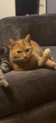 Lost Male Cat last seen Crossdale Road, Hindley Green, England WN2 4LE