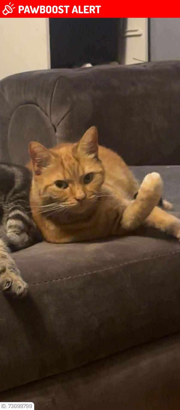 Lost Male Cat last seen Crossdale Road, Hindley Green, England WN2 4LE
