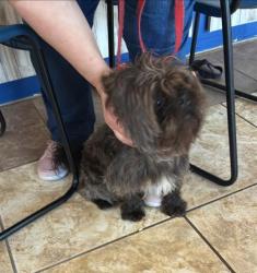 Shelter Stray Unknown Dog last seen Near blk Kenneys Way, Round Rock, City of Round Rock, TX, 1855 SE Inner Loop, Georgetown, TX 78626, USA