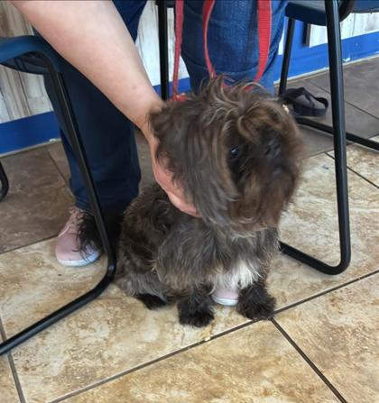 Shelter Stray Unknown Dog last seen Near blk Kenneys Way, Round Rock, City of Round Rock, TX, 1855 SE Inner Loop, Georgetown, TX 78626, USA