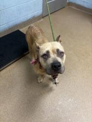 Shelter Stray Female Dog last seen Near COVINGTON HIGHWAY Lithonia, 30058, 30058, GA, 3280 Chamblee Dunwoody Rd, Chamblee, GA 30341, USA