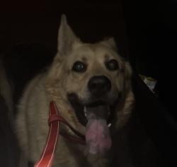 Found/Stray Male Dog last seen Hemby Bridge, Hemby Bridge, NC 28079