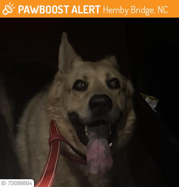 Found/Stray Male Dog last seen Hemby Bridge, Hemby Bridge, NC 28079