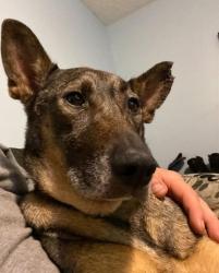 Lost Female Dog last seen Doris dr, Louisville, KY 40118