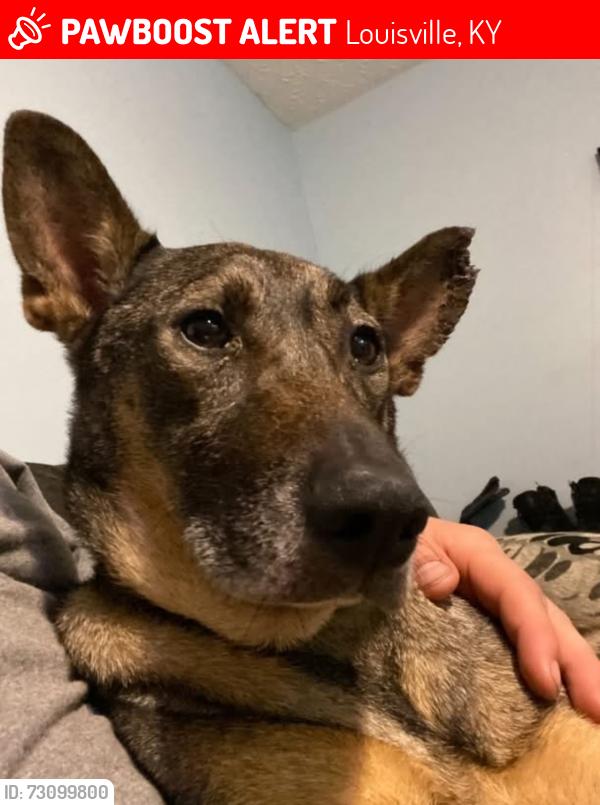 Lost Female Dog last seen Doris dr, Louisville, KY 40118