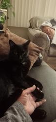Lost Male Cat last seen 6th and Potomac, Aurora, CO 80011