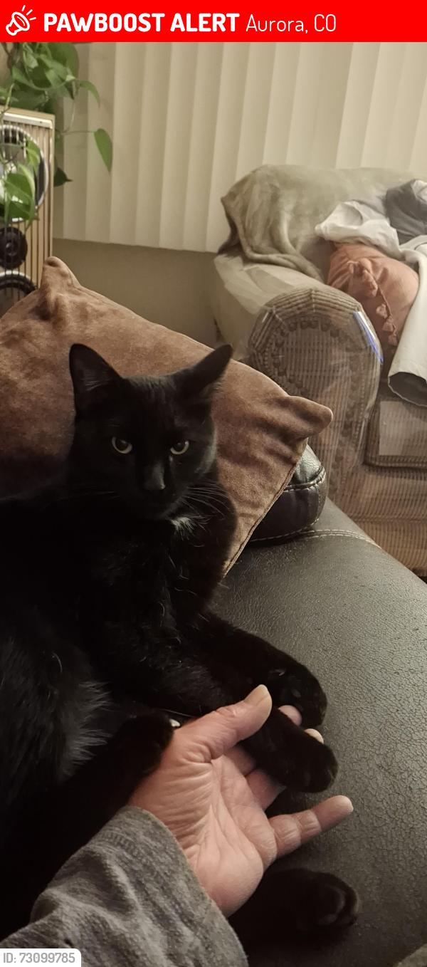 Lost Male Cat last seen 6th and Potomac, Aurora, CO 80011