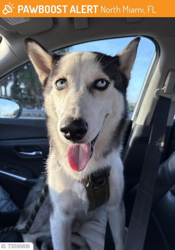 Found/Stray Male Dog last seen in my yard, North Miami, FL 33161