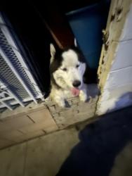 Lost Male Dog last seen Bus stop across the street of the hse, Los Angeles, CA 90059