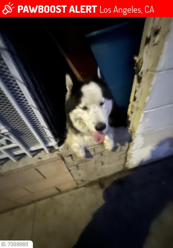Lost Male Dog last seen Bus stop across the street of the hse, Los Angeles, CA 90059