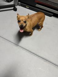 Reunited Female Dog last seen Bogdanich, Patterson, CA 95363
