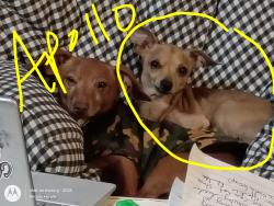 Lost Male Dog last seen circle dr, Alvarado, TX 76009