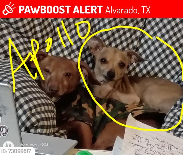 Lost Male Dog last seen circle dr, Alvarado, TX 76009