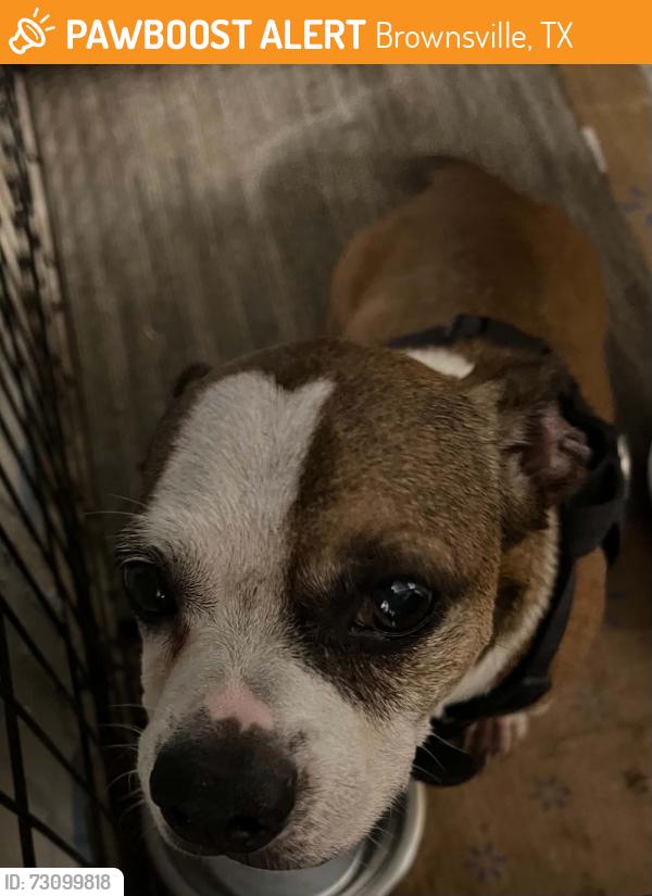 Found/Stray Male Dog last seen Leopard st, Brownsville, TX 78521