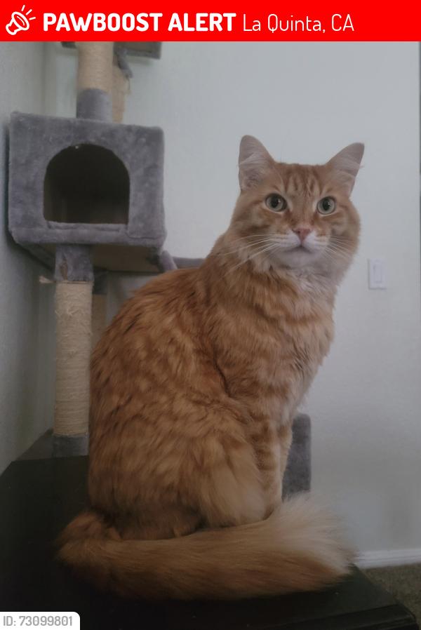 Lost Male Cat last seen Avenida Rubio & Madrid, La Quinta, CA 92253