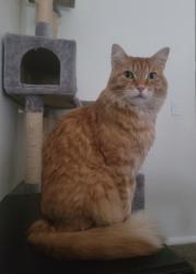 Lost Male Cat last seen Avenida Rubio & Madrid, La Quinta, CA 92253