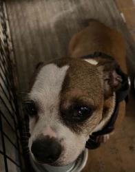 Found/Stray Male Dog last seen Leopard st, Brownsville, TX 78521