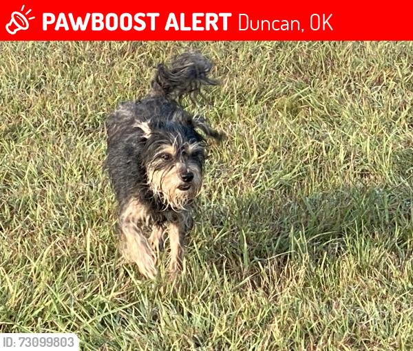 Lost Female Dog last seen North J Street by the van, Duncan, OK 73533