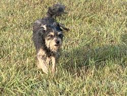 Lost Female Dog last seen North J Street by the van, Duncan, OK 73533