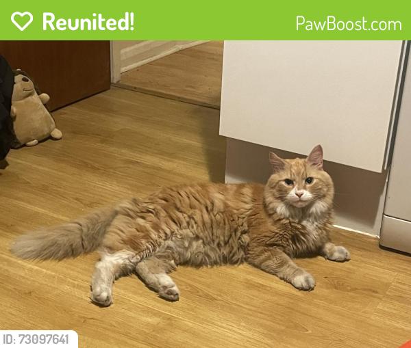 Reunited Unknown Cat last seen Residential area, Greater London, England N15 3LS