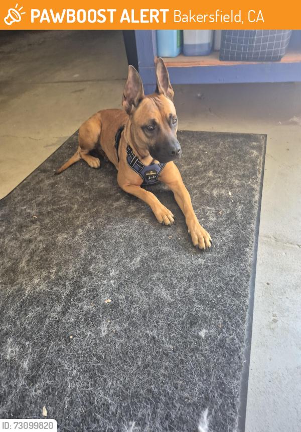 Found/Stray Female Dog last seen Ming & Stin road, Bakersfield, CA 93309