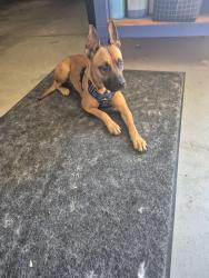 Found/Stray Female Dog last seen Ming & Stin road, Bakersfield, CA 93309